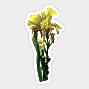 Cannas - Closeup of Yellow Canna Sticker